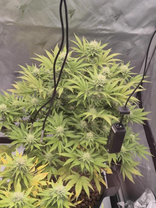 Orange Bud. Week 5