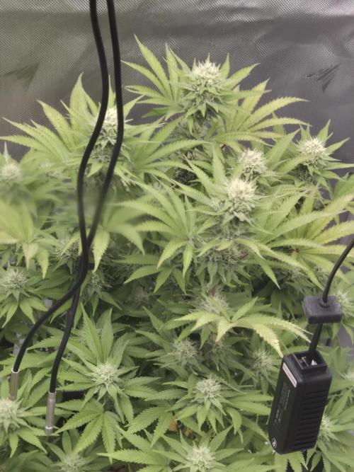 Orange Bud. Week 5