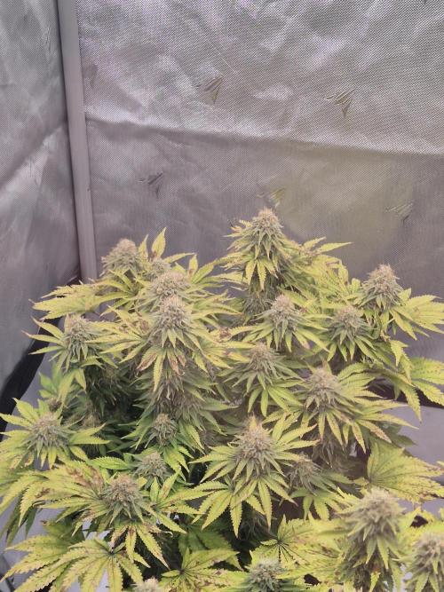 Orange Bud. Week 8 - Pheno 1