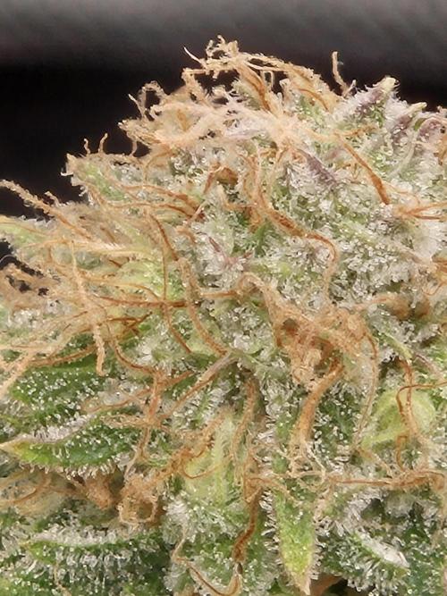 Orange Bud. Week 8 - Pheno 1