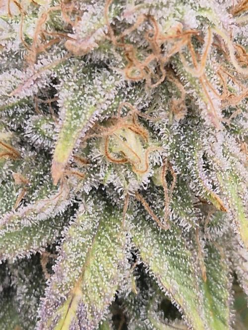 Orange Bud. Week 8 - Pheno 1