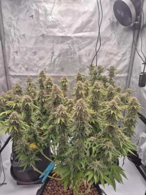 Orange Bud. Week 8 - Pheno 2