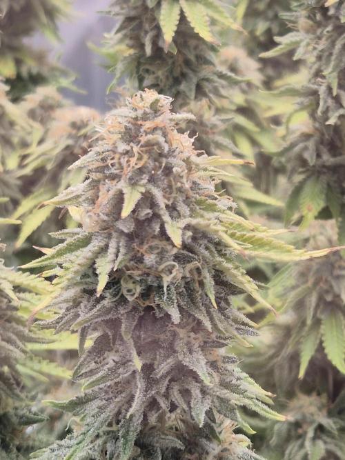 Orange Bud. Week 8 - Pheno 2