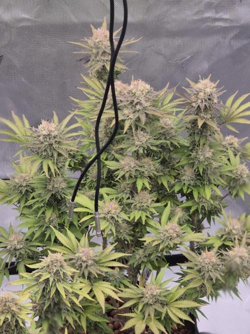 Orange Bud. Week 8 - Pheno 3