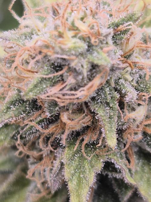 Orange Bud. Week 8 - Pheno 1