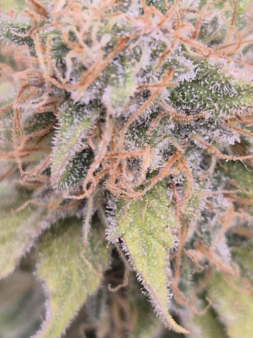 Orange Bud. Week 8 - Pheno 1