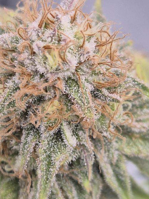 Orange Bud. Week 8 - Pheno 2