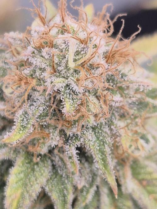 Orange Bud. Week 8 - Pheno 2