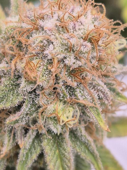 Orange Bud. Week 8 - Pheno 2