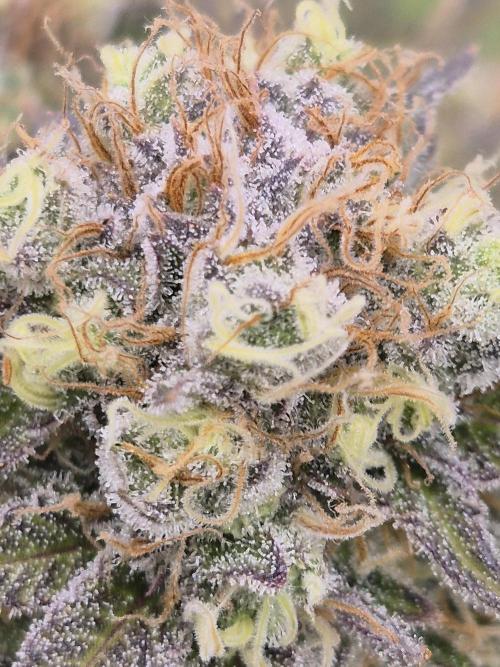 Orange Bud. Week 8 - Pheno 3