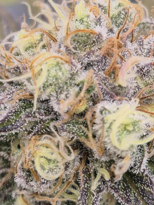 Orange Bud. Week 8 - Pheno 3