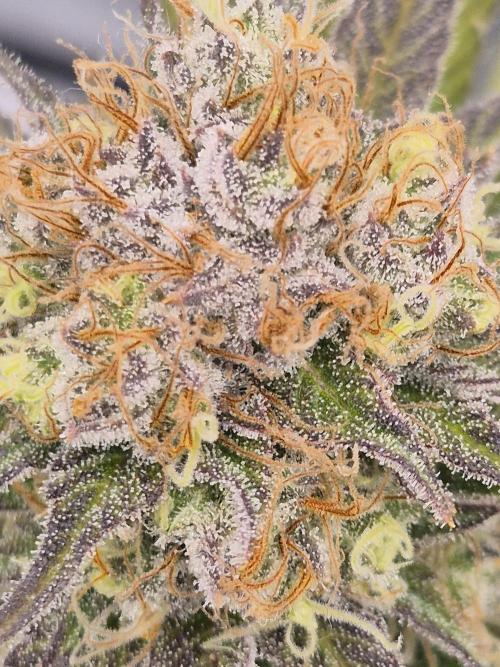 Orange Bud. Week 8 - Pheno 3