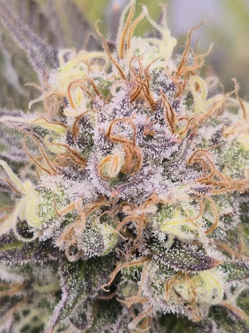 Orange Bud. Week 8 - Pheno 3