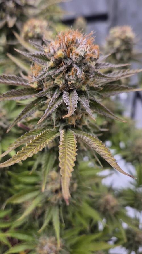 Orange Bud