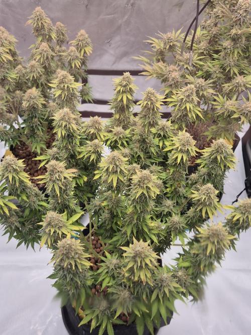 Orange Bud. Week 9