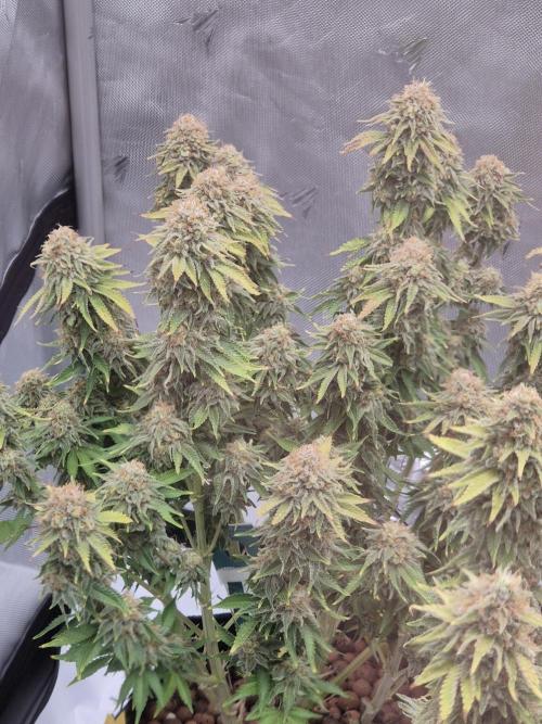 Orange Bud. Week 9