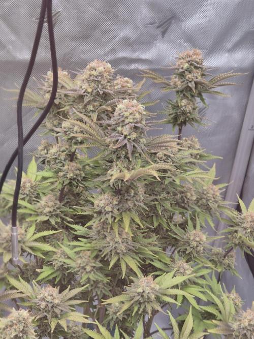 Orange Bud. Week 9