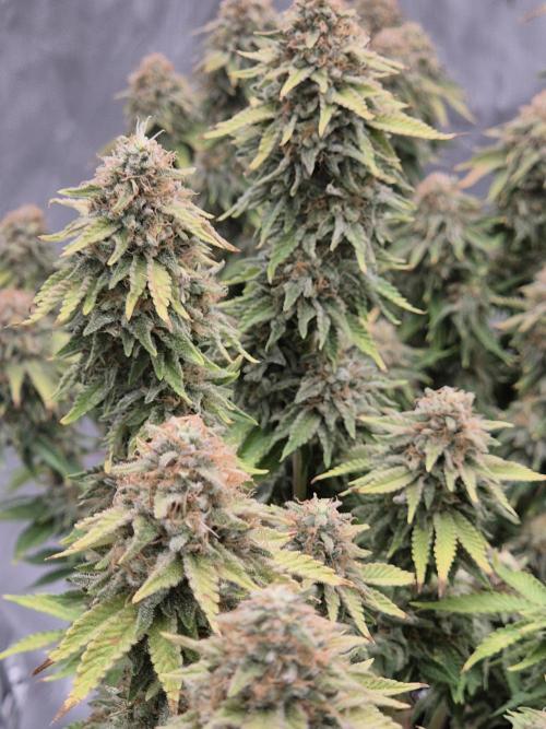 Orange Bud. Week 9