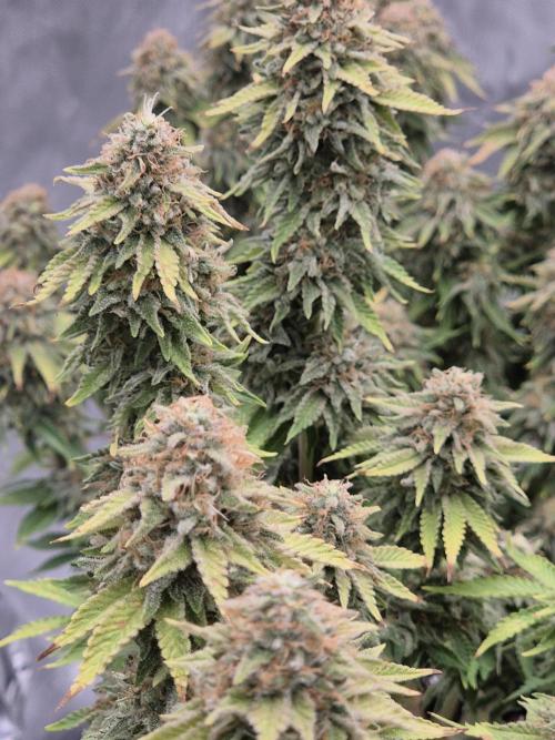 Orange Bud. Week 9
