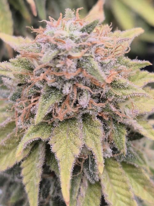 Orange Bud. Week 9