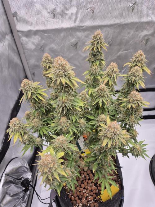 Orange Bud. Week 9