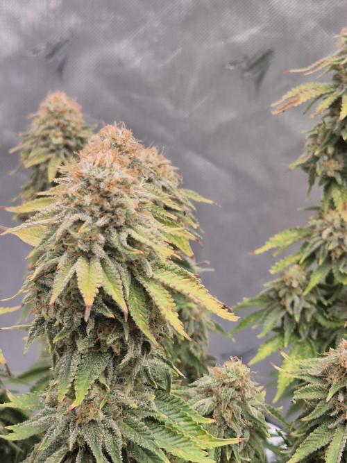 Orange Bud. Week 9