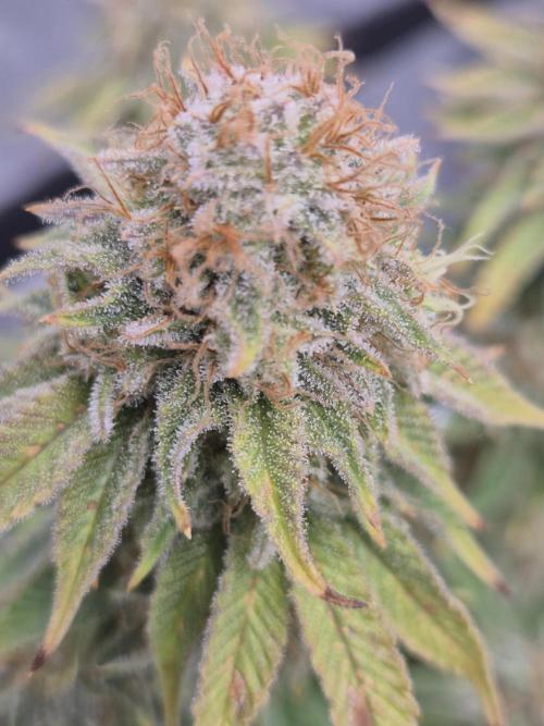 Orange Bud. Week 9
