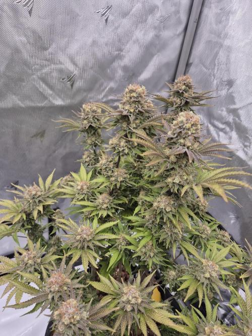 Orange Bud. Week 9