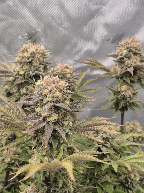 Orange Bud. Week 9