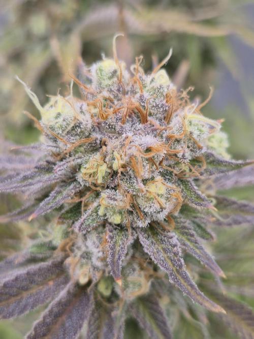 Orange Bud. Week 9