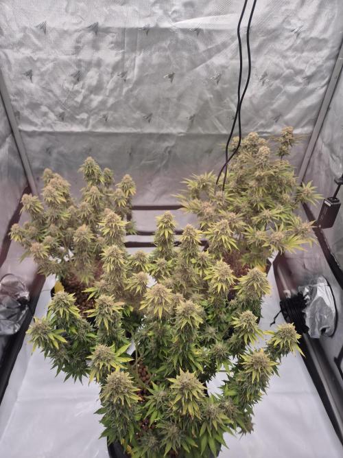 Orange Bud. Week 9