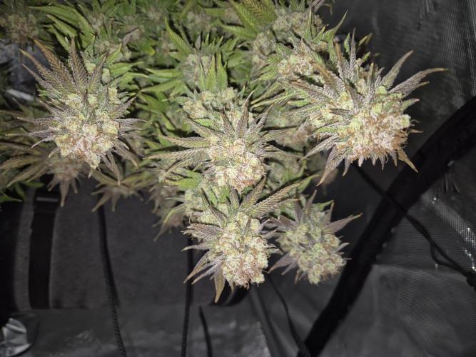 Orange Bud. Week 10