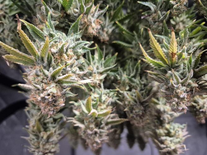 Orange Bud. Week 10