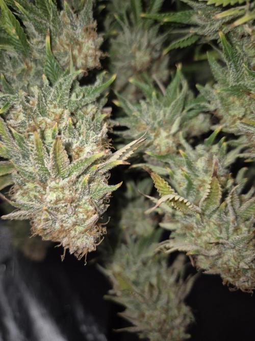 Orange Bud. Week 10