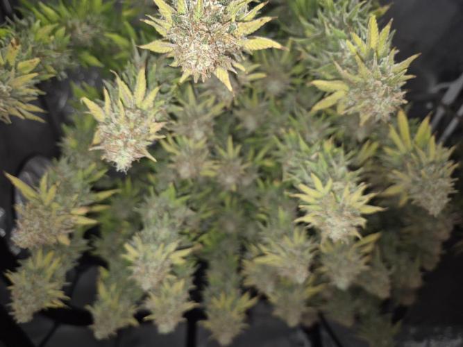 Orange Bud. Week 10