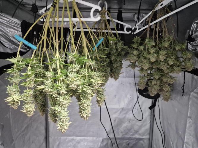 Orange Bud. Week 10