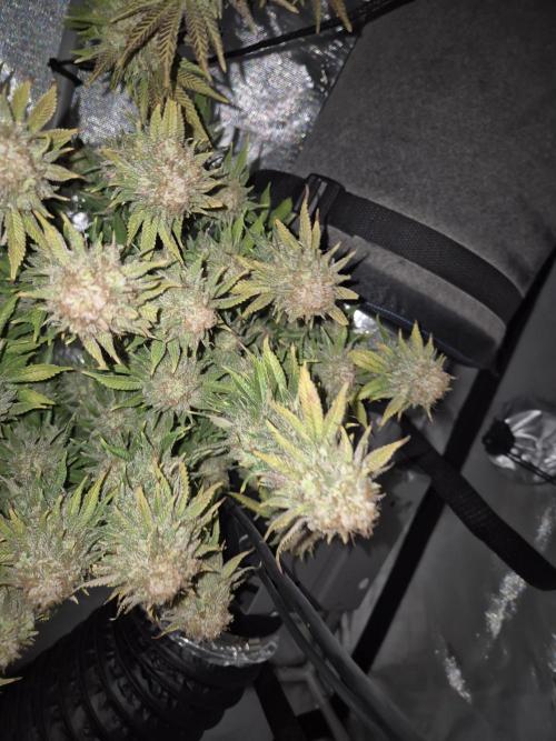 Orange Bud. Week 10