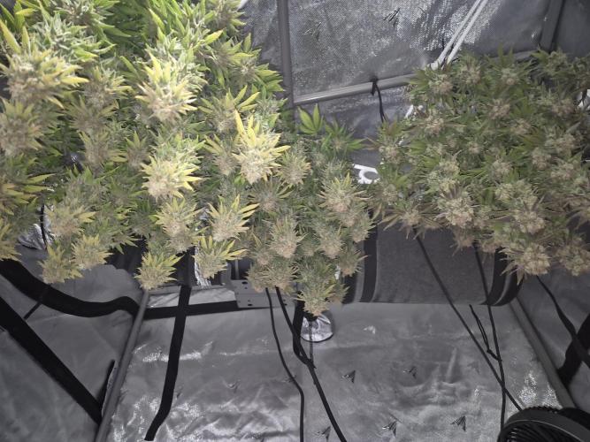 Orange Bud. Week 10