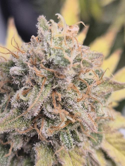 Orange Bud. Week 10