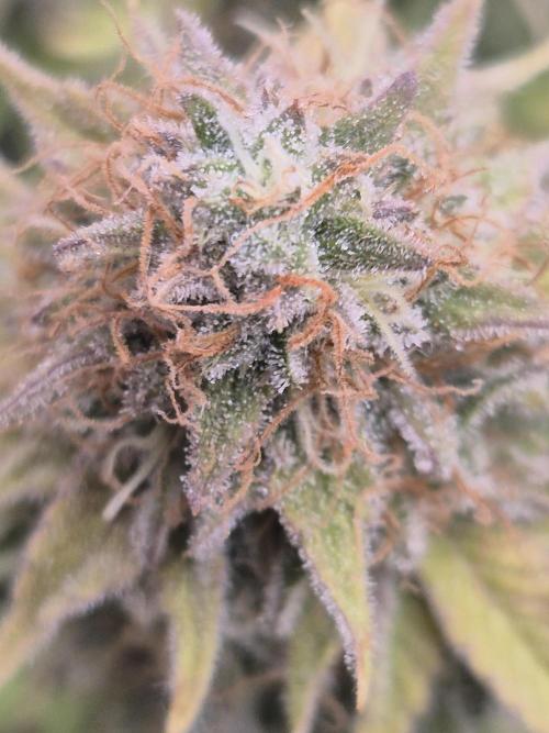 Orange Bud. Week 10