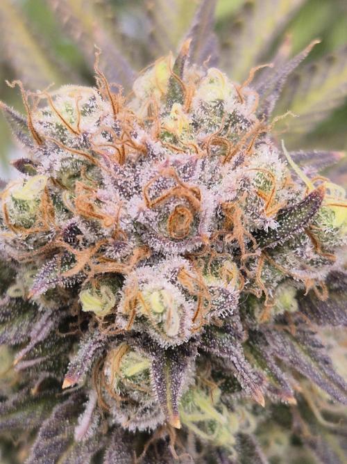 Orange Bud. Week 10