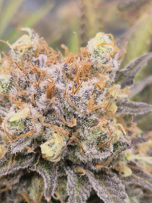 Orange Bud. Week 10