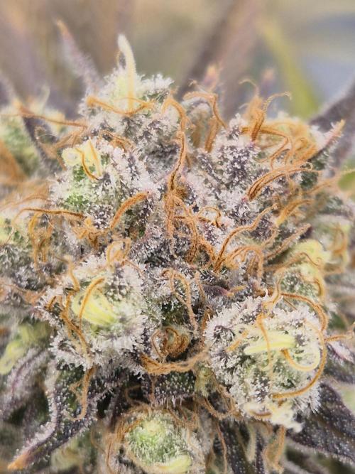 Orange Bud. Week 10