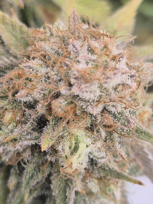 Orange Bud. Week 10