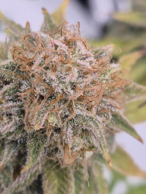 Orange Bud. Week 10