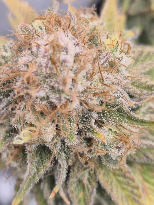 Orange Bud. Week 10