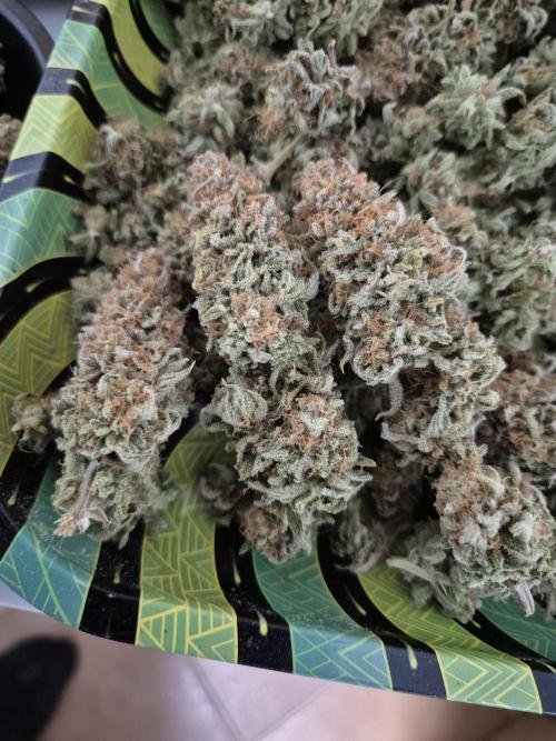 Orange Bud. Week 10