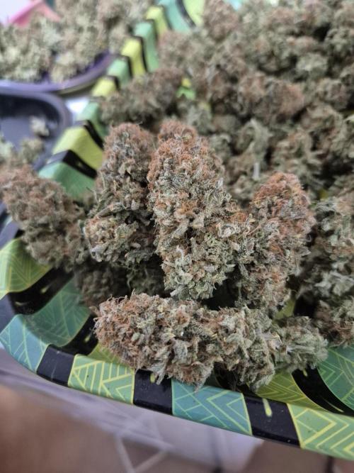 Orange Bud. Week 10