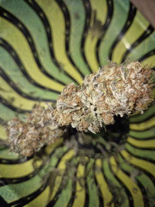 Orange Bud. Week 10