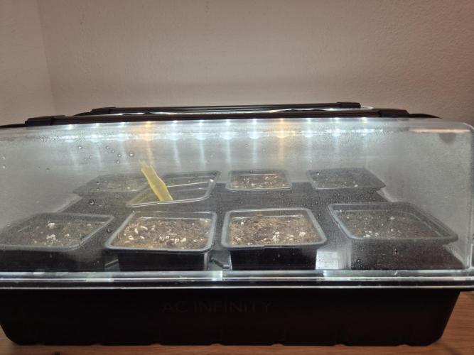 Dosidos Auto/Purple Punch Auto. Week 0